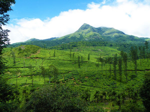 Wayanad Honeymoon - Chembara Peak
