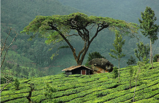 Kerala-hills-honeymoon