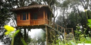 Kerala treew house